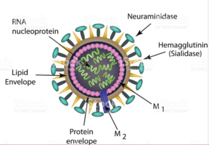 Figure 2: structure of influenza virion, 